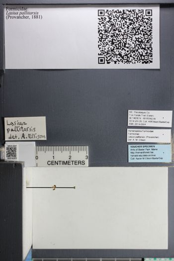 Media type: image;   Entomology 576207